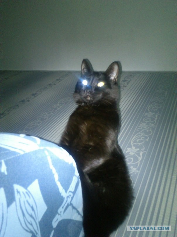 Черный котенок