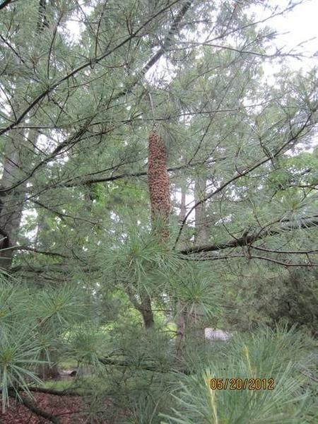 Жуть в сосновом бору