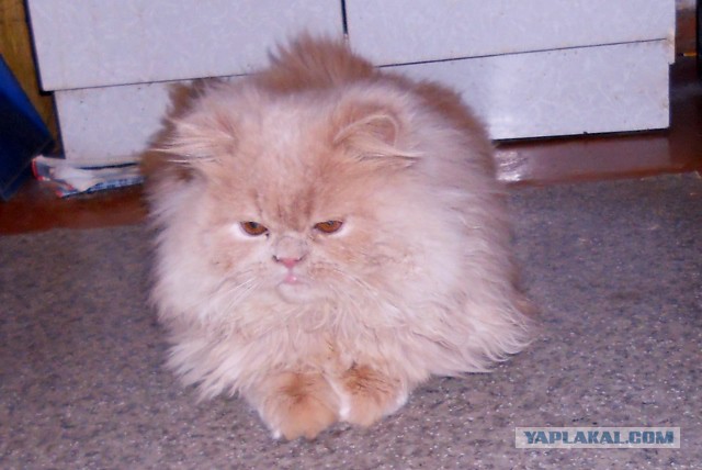 Котовторник 31.03.2015