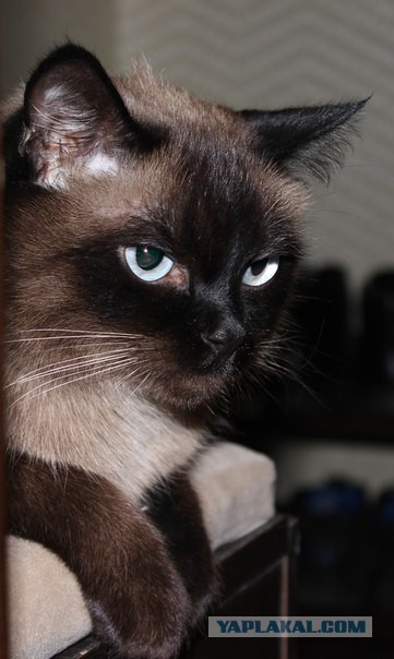 Котовторник