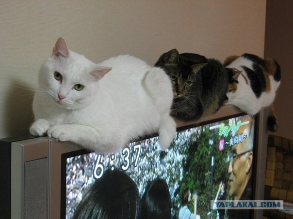 Коты - банкиры