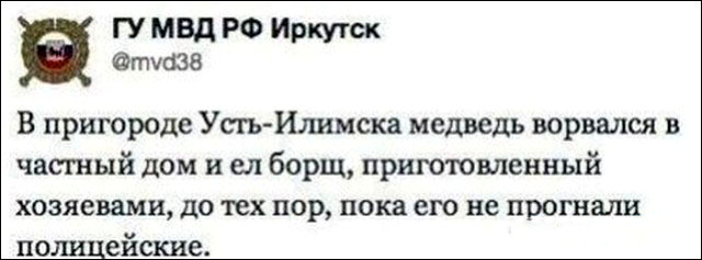 В США медведь пробрался в пекарню съел 38 пирожков