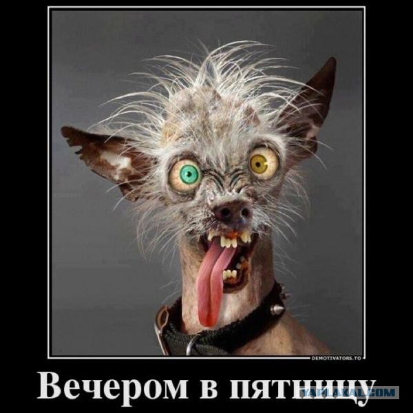 Ужасы и приколы из соцсетей 18+