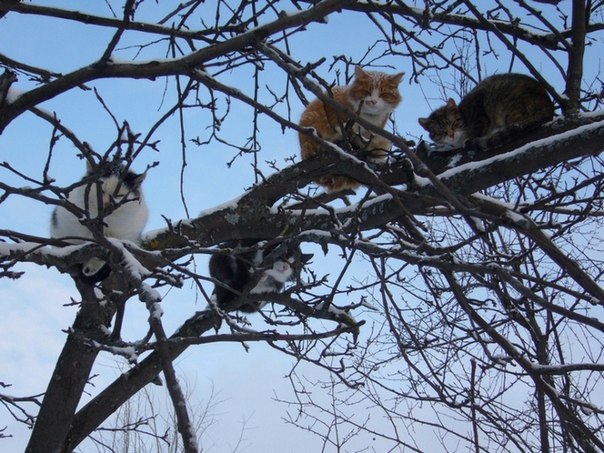 Прикольные картинки