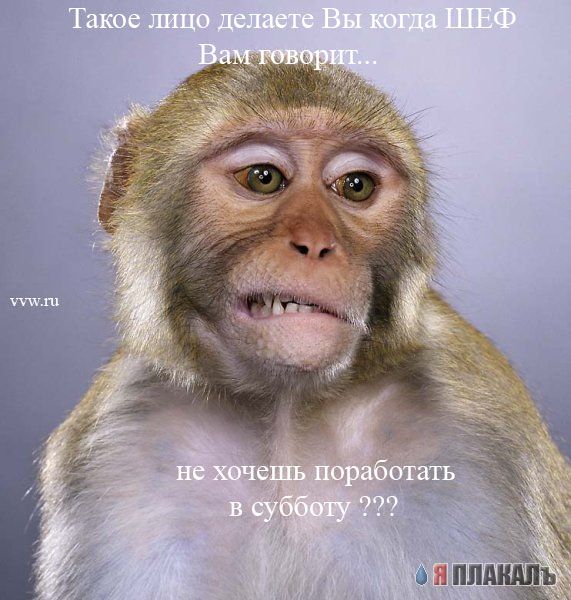 Офис в лицах (15 фото)