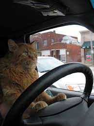 Про кота