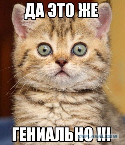 Кот кормит собакена