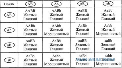 Новый уполномоченный по правам ребёнка оказалась сторонницей теории телегонии