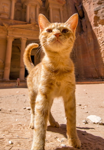 Служебные коты