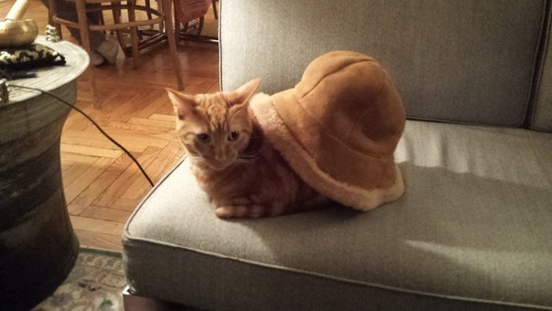Коты из сети