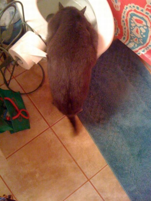 Коты из сети