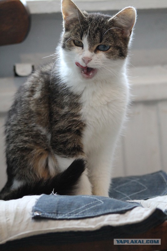Кошкин день