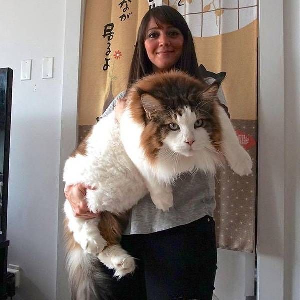 Коты и Кошки