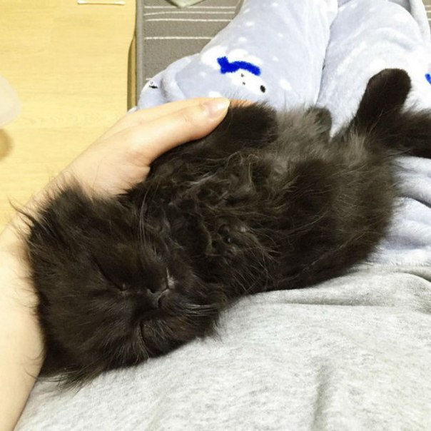Коты и Кошки