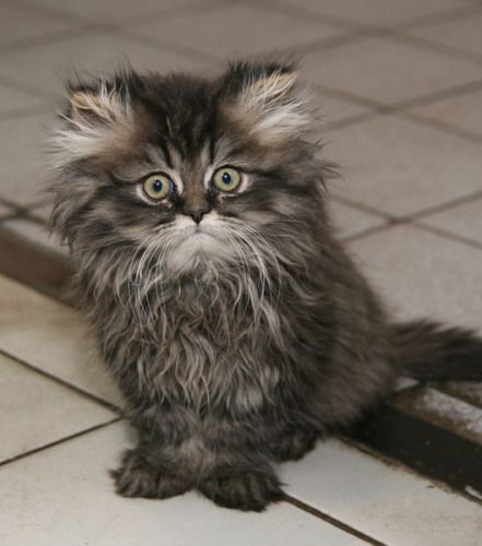 Коты и Кошки