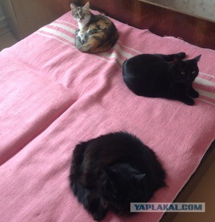 Кошки калико (трехцветные) почти всегда женского пола. Но почему?