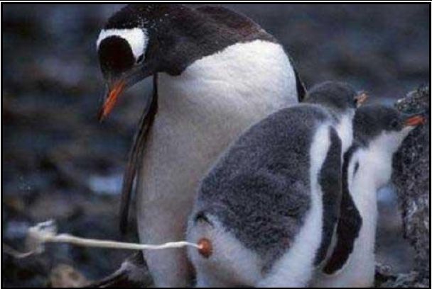 Как ебутся пингвины