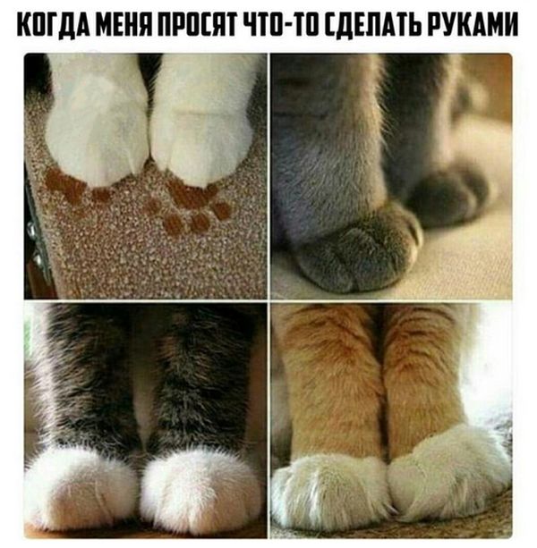 Коты и Кошки
