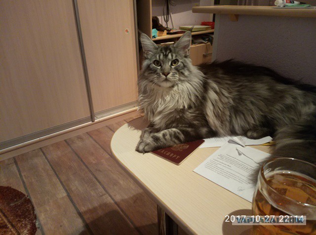 Котовторник  14.11.2017