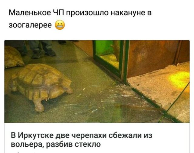 Подборка забавных животных