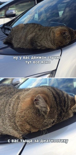 Фотобомбы котов