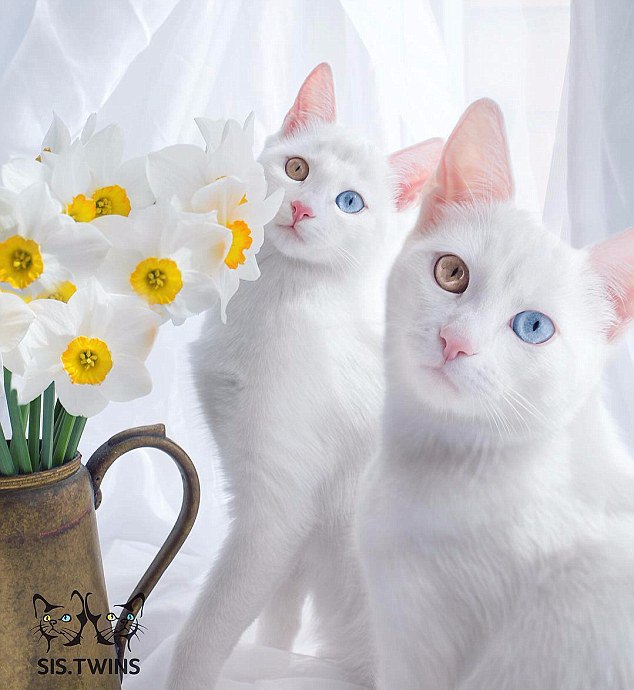 Прикольных котов пост