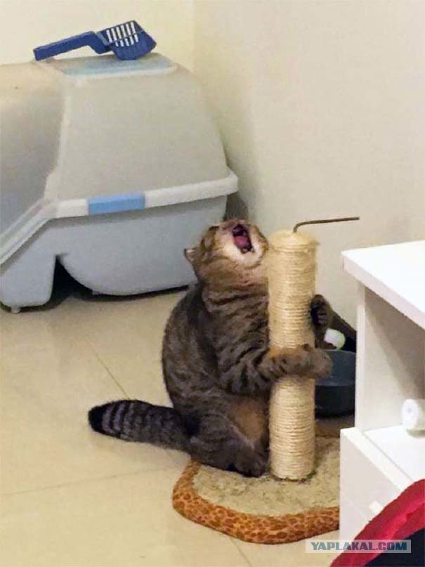 Котовторник 05.06.2018