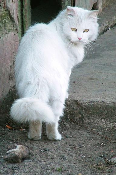 Прикольные коты на среду! ОЧЕНЬ МНОГО!