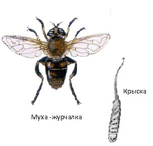 Жительница Великобритании сняла на видео странного «крысочервя»