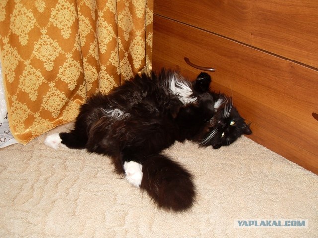 Котопятница