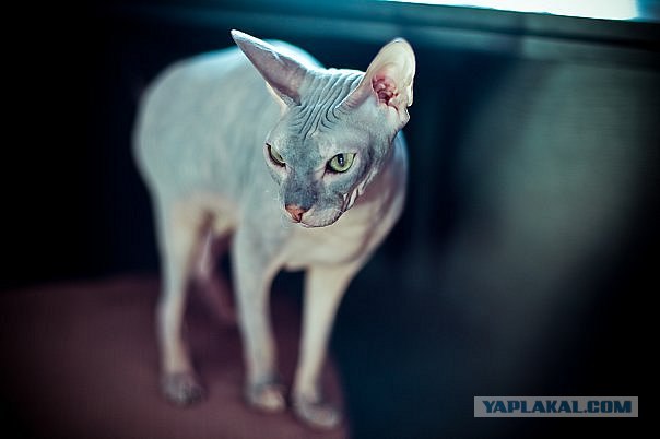 Котовторник?