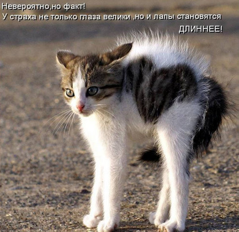 Котовторник 15.02.2011
