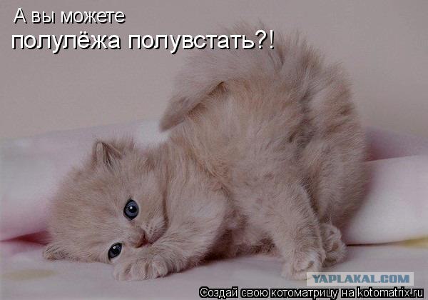 Сонный Котовторник