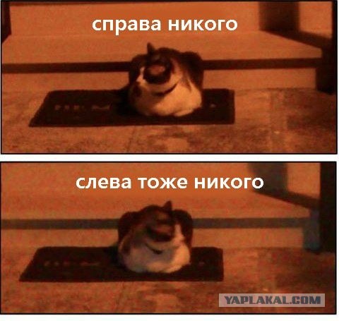 Котовторник  21.08.12