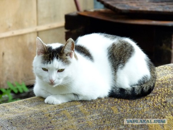 Котовторник  4.09.12