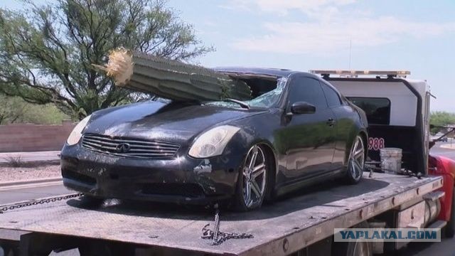 Аризонский "Пункт назначения" или обдолбышу и кактус нипочем