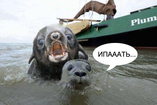 Фотожаба: Испуганый морской котик