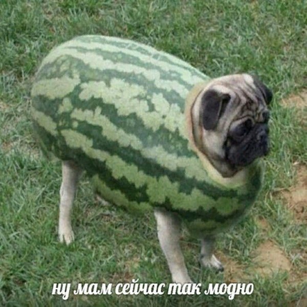 Не совсем привычные, но реально существующие вещи