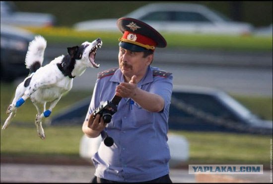 Фотожаба: Папарацци