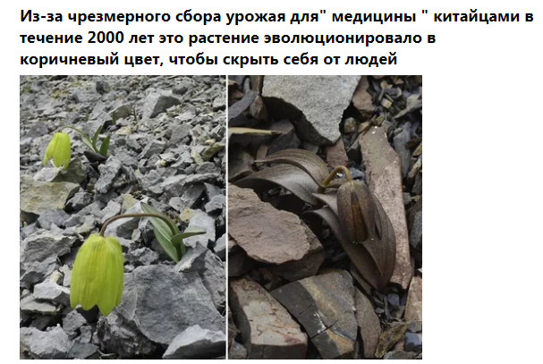 Фото-винегрет-3. Картинки ниапчём и обо всём