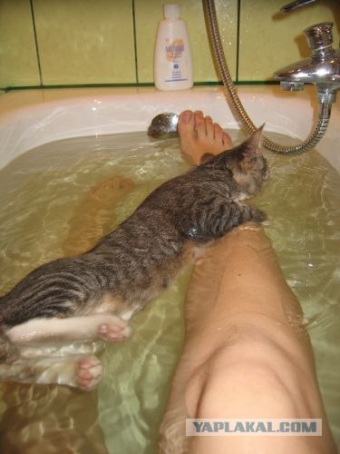Кот - водяной!