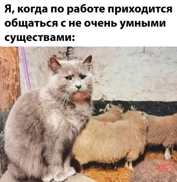 Картинки и мемы для настроения 03.11.2021