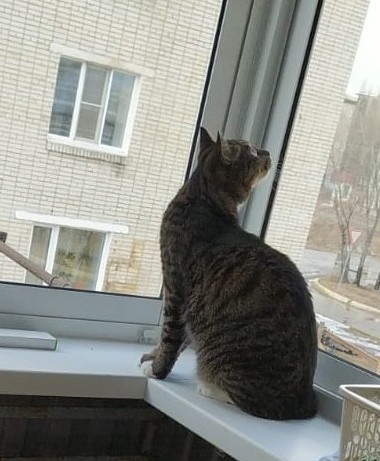 Ленивые и прекрасные: как выглядят лучшие в мире толстые коты