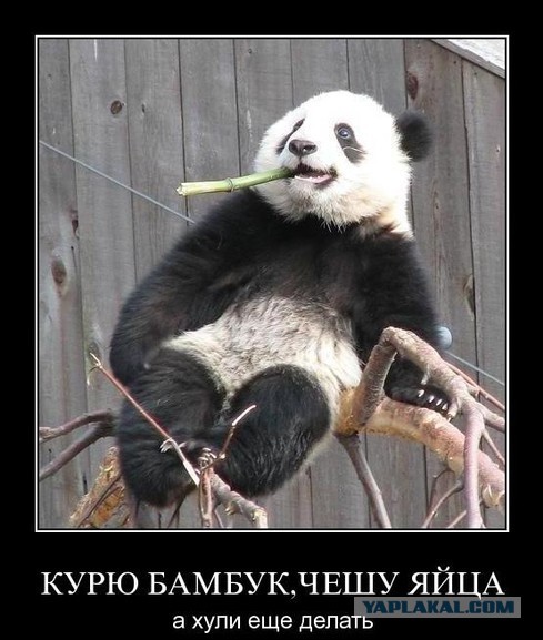 Уважаемые коллеги - курильщики! Кто что курит?