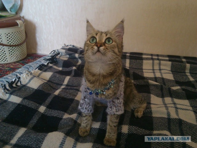 Котовторник 16.04.2013