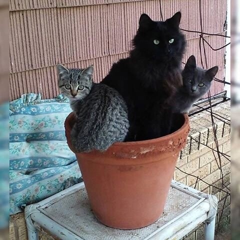Жизнь домашнего приюта "Котоленд" 430