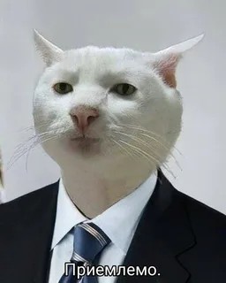 Новосибирец пришёл в алкомаркет с бездомным котом, а тот вырвался и разбил несколько бутылок с коньяком и вином