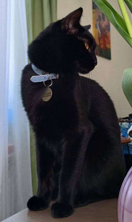 Кот пропал
