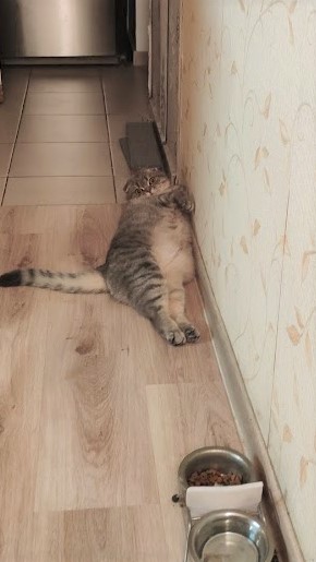 Плюшу плющит