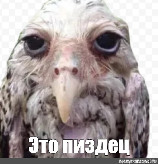 Эта девушка Ребекка Афолаби представляет Великобританию
